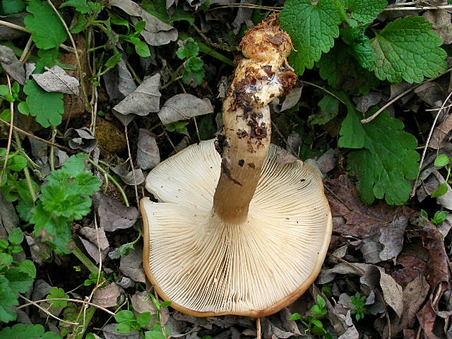 Clitocybe geotropa e Omphalotus olearius